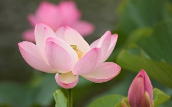Đại Sư Hám Sơn